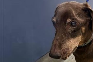 Dackel-Opa wird ins Tierheim gebracht: Sein Mikro-Chip verrät Herzzerreißendes