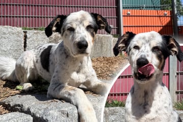 Münsterländer-Mix wartet seit Jahren auf Chance: Gibt es noch Hoffnung für Loki?