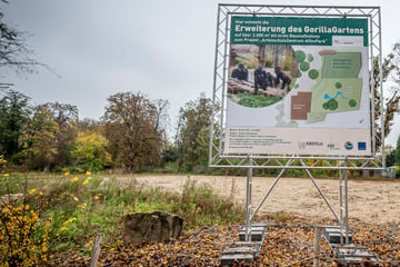Drei Jahre nach Brand: NRW-City entscheidet über neuen Affenpark