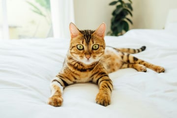 Striped cat breeds: Top 10