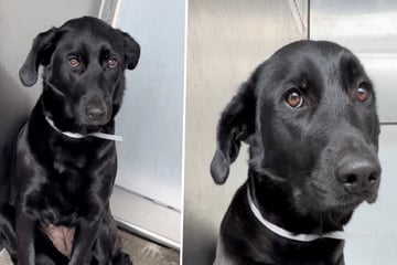Besitzer schieben Hund ins Tierheim ab: Drei-Wort-Begründung bricht Pflegern das Herz