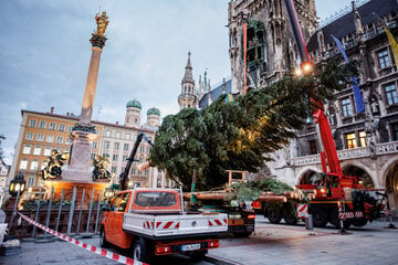 München: Münchner Weihnachtsbaum einst Sicherheitsproblem: Nun steht er auf dem Christkindlmarkt
