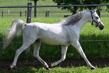 Pferd sorgt für Verkehrsbehinderungen auf Bundesstraße