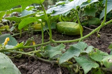So erfolgreich lassen sich Gurken pflanzen - ohne Gewächshaus