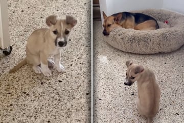 Welpe traut sich nicht, zu großem Hund zu gehen: Kurz darauf schmelzen unzählige Herzen
