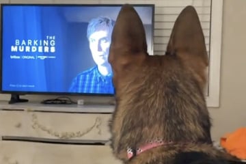 Als Schäferhund sieht, was Frauchen da im Fernsehen schaut, ist seine Reaktion zum Schreien