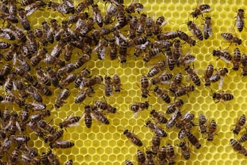 Mehr Bienen braucht das Land: Brandenburg fördert Neu-Imker