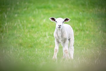 Lamm ohne Betäubung geschlachtet: Polizei findet geköpftes Tier am Einsatzort