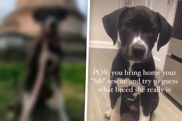 Frau denkt, sie rettet einen Labrador-Welpen - Doch wenig später trifft sie der Schlag