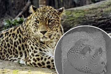 Kleine Fellnase sorgt für große Freude: Kölner Zoo hat seltenen Nachwuchs
