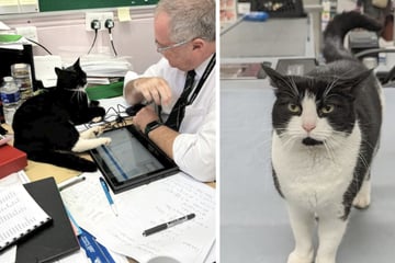 Stadtbekannter Kater geht viral: Er treibt überall sein Unwesen