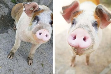 Fritzi lebte als Ferkel ganz allein in einem Kleingarten: Wird er noch zum Glücksschwein?