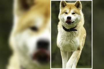 Wunderschöner Akita sucht neues Zuhause, allerdings hat die Sache einen kleinen Haken