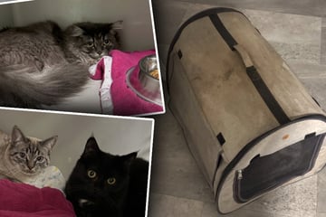 Böse Überraschung im Tierheim am späten Abend: Dann kommt es noch dicker