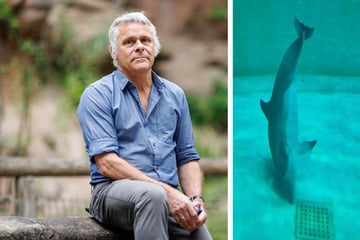 Delfin schwebt kopfüber: Nach Pavian-Tötung erhebt PETA neue Vorwürfe gegen Tiergarten Nürnberg