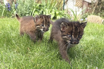 So süß! Erstmals seit 20 Jahren Nachwuchs bei den Goldkatzen