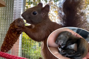 Chemnitz: Ein Herz für kleine Eichhörnchen: Chemnitzer Station kümmert sich besonders um Jungtiere