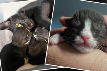 Besitzer liefern schwangere Katze im Tierheim ab: Der Grund macht einfach sprachlos