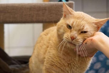 Kranker Kater Orlando hofft auf Happy End: Wer schenkt es ihm?
