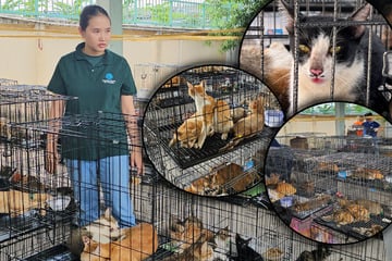 Katzenfleisch-Netzwerk zerschlagen! Mehr als 400 gestohlene Schnurhaare befreit
