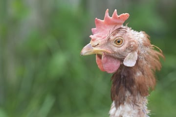 Mehr als 50 Hühner geköpft und geklaut: Wer macht denn sowas?