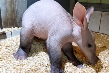 Frankfurt: Mit Rüssel und Riesenohren: Nachwuchs bei den Frankfurter Erdferkeln