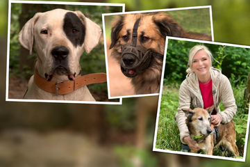 "Tierisch tierisch" in Köthen: Inge, Bruno, Kasper und Co. verdienen ein neues Zuhause