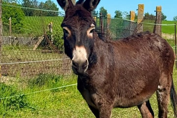 Wo ist "Hörbi"? Esel von Tierschutzhof gestohlen, Polizei hofft auf Hinweise