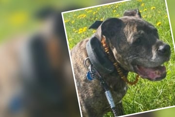 Hund lebte fünf Jahre im Tierheim: Bei seiner neuen Familie erreicht er dieses stolze Alter
