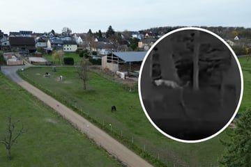 Mutmaßliche Großkatze von Kalenborn: Neue Hinweise und Erkenntnisse