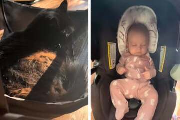 Kitten hitches a ride in baby's stroller in adorable video