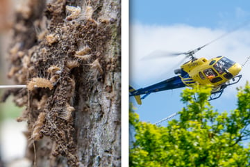Hubschrauber-Einsatz gegen Eichenprozessions-Spinner im Norden Sachsen-Anhalts