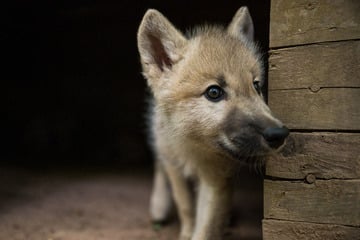Kleiner Wolfswelpe verirrt sich nach Magdeburg