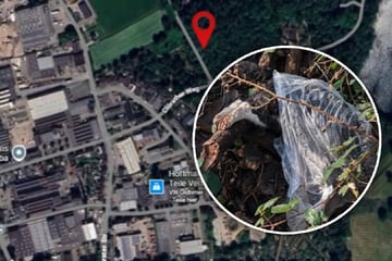 Grausiger Fund in Wald: Kater "Moppelmietzi" erschossen und weggeworfen