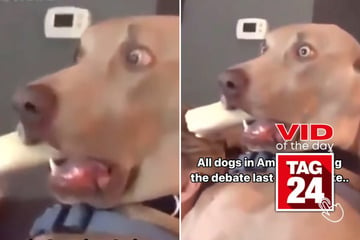 Viral Video of the Day for September 13, 2024: Owners catch dog's funny response to Trump vs. Harris debate!