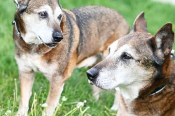 Armer Dieter! Hundi-Opi muss mit fast 20 Jahren sein Zuhause verlassen