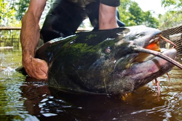 Killer-Wels zurück? Fisch verletzt Schwimmerin