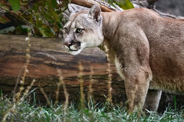 Großkatze in Sachsen-Anhalt gesichtet: Treibt hier ein Puma sein Unwesen?