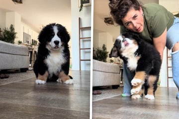 Niedlicher Berner Sennenhund wird von Frauchen abgesetzt: Was er dann tut, lässt Lachtränen fließen