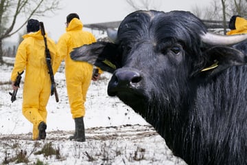 Nach Ausbruch in Brandenburg: Ist Baden-Württemberg auf Tierseuche vorbereitet?