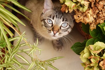 Cat hairballs: Causes, symptoms, and remedies