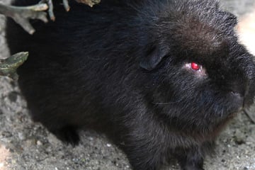 Pechschwarzes Fell, stechend rote Augen: Seltener Pink Devil lässt Tierpark-Besucher staunen