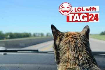 Joke of the Night for July 5, 2025: A funny joke to send out your Caturday