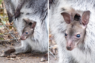 Wer lugt denn da aus dem Beutel? Känguru-Baby verzaubert Zoo-Besucher
