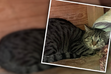Kater Ewok hofft nach tragischem Autounfall auf sein Happy End