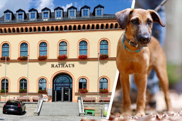 Bis zu 10.000 Euro Bußgeld! Sächsische Stadt jagt säumige Hundebesitzer