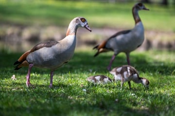 Chemnitz: Darum könnten diese süßen Gänse in Chemnitz zum Problem werden