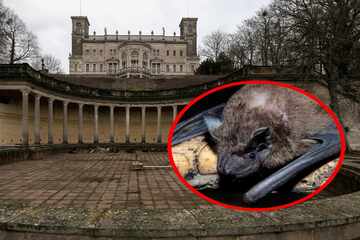 Dresden: Schloss-Sanierung in Gefahr: Fledermäuse machen wieder Ärger