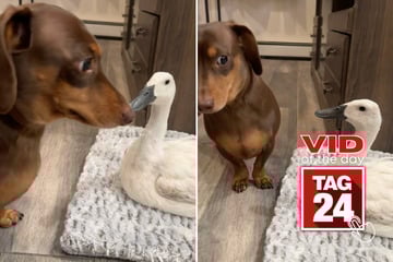 Viral Video of the Day for February 8, 2026: Duck shuts down playful dog in hilarious standoff