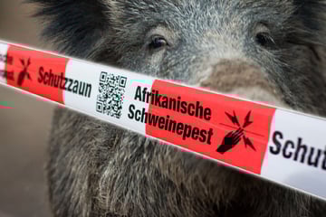 Wegen Schweinepest-Ausbruch in NRW: Erster Landkreis zieht Konsequenzen